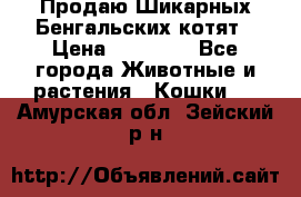 Продаю Шикарных Бенгальских котят › Цена ­ 17 000 - Все города Животные и растения » Кошки   . Амурская обл.,Зейский р-н